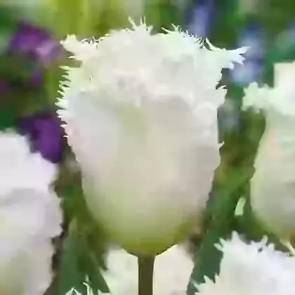 Fringed Tulips